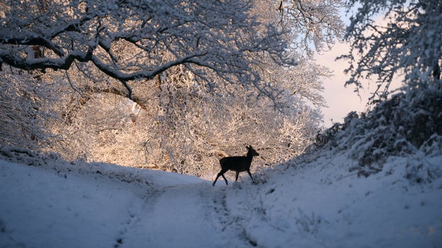 Roe deer passing by on a snowy trail at GIbside